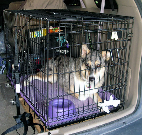 Köpeklerle Kısa Tatil Öncesi Seyahat Hazırlığı