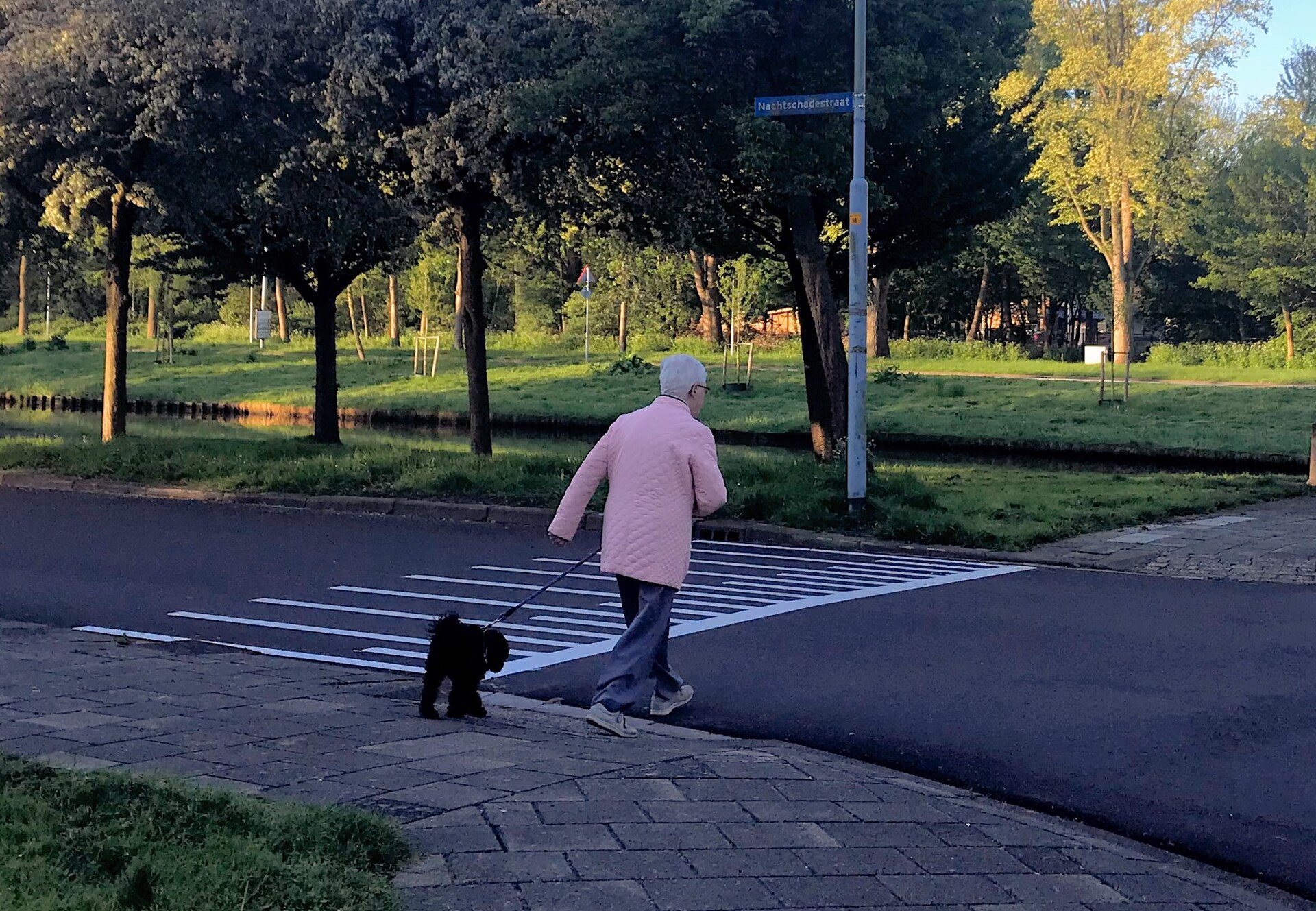 Şehir Köpekleri İçin Akşam Rutini: 20 Dakikada Denge